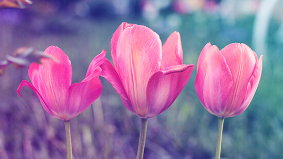 Известные женщины-астрологи